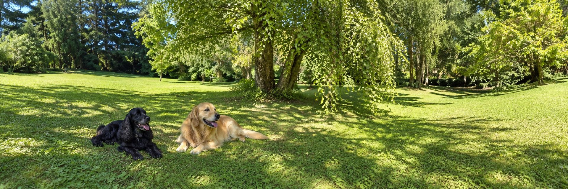 Un cocker noir et un golden retriever couchés sous un saule dans le jardin