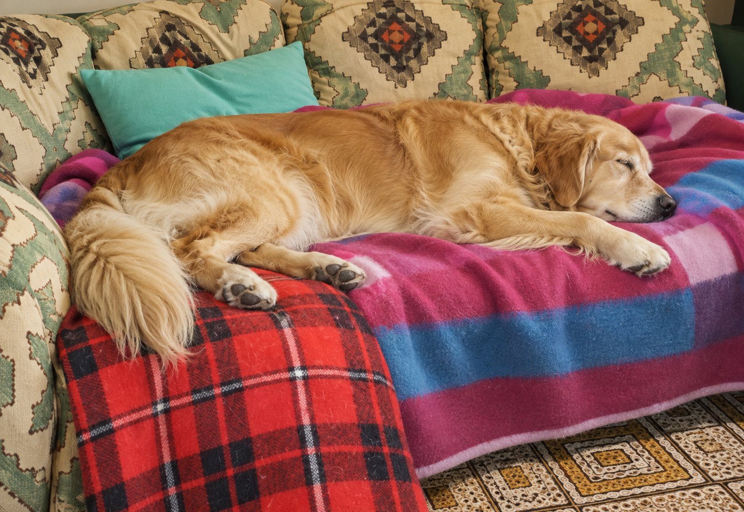 Un golden retriever dort sur le canapé, sur des plaids colorés