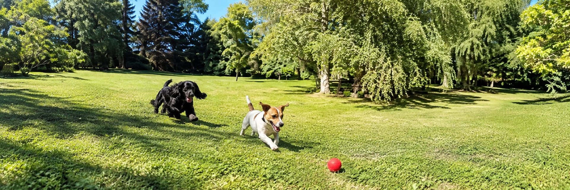 Un cocker noir et un jack russell courent après une balle rouge