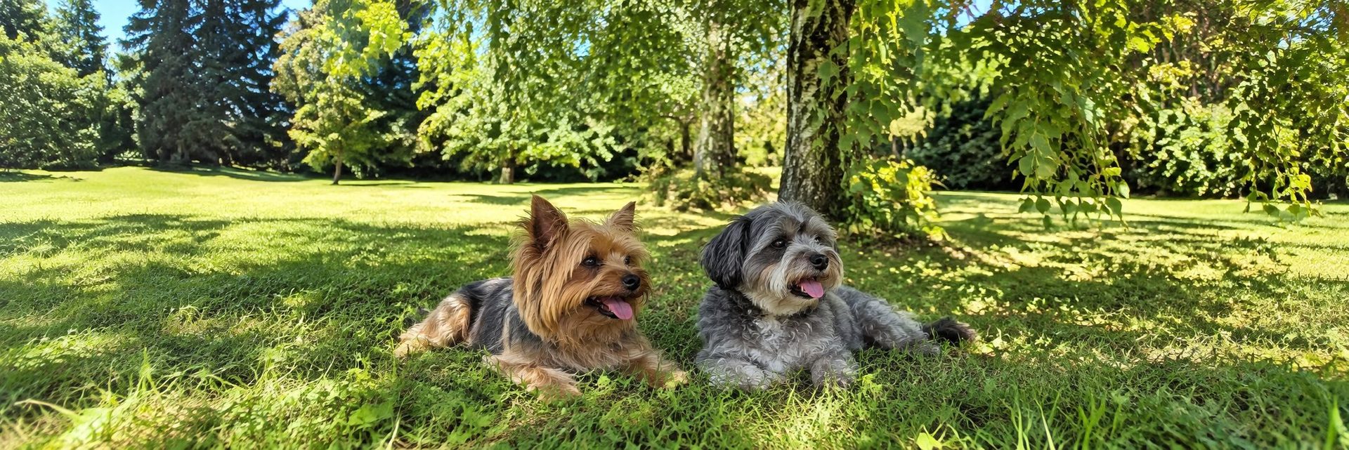 Un yorkshire et un petit terrier gris se reposent à l'ombre des arbres