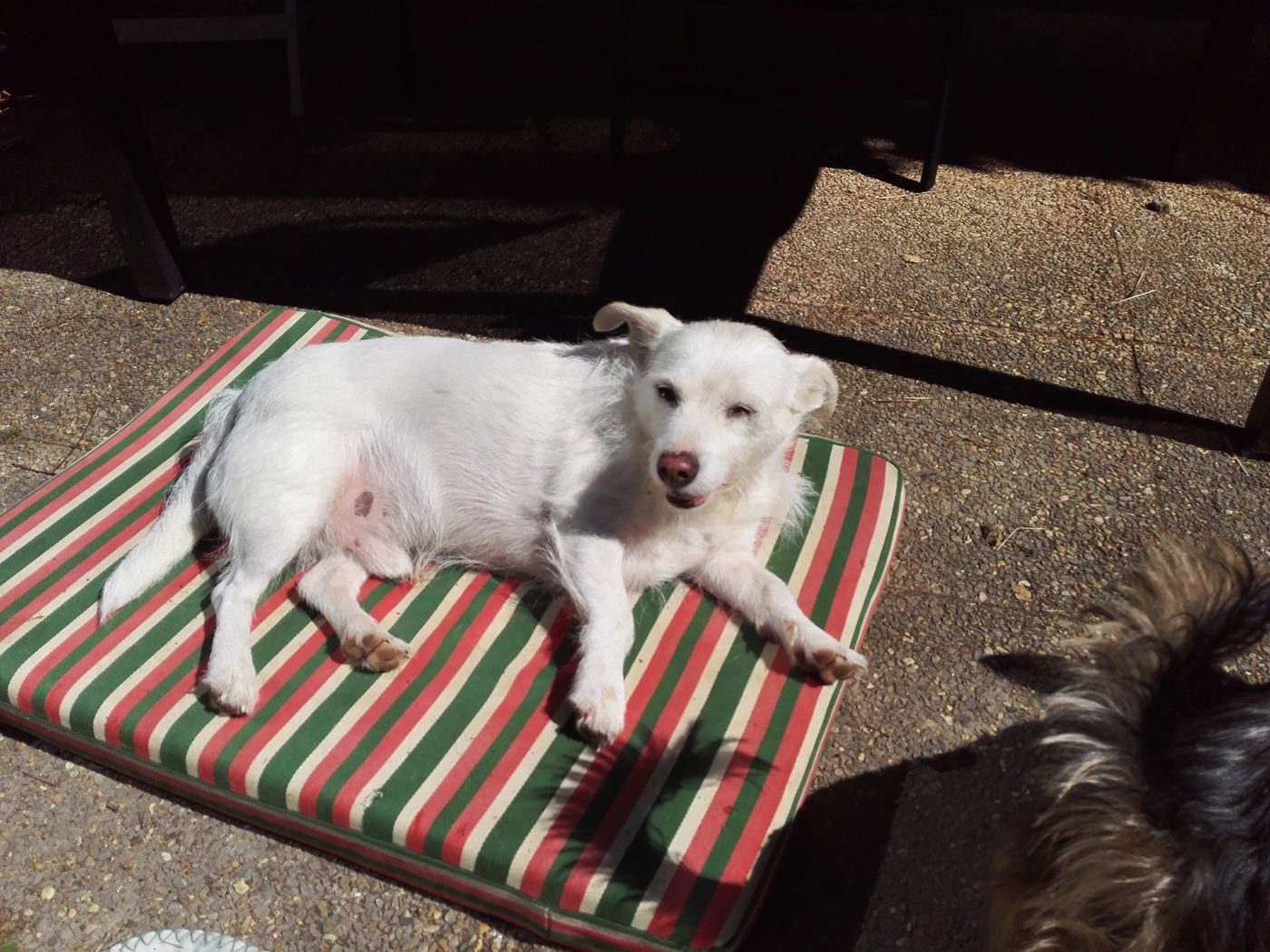Un petit chien blanc se repose au soleil sur un coussin rayé, sur la terrasse