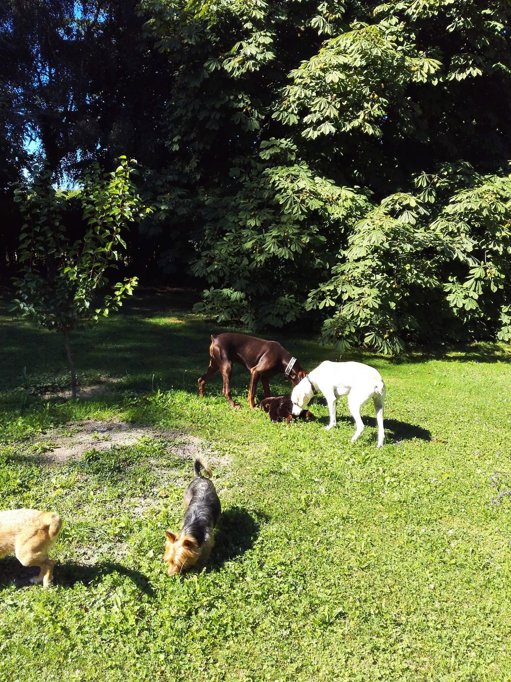 Quatre chiens explorent le jardin ensoleillé au pied des grands arbres