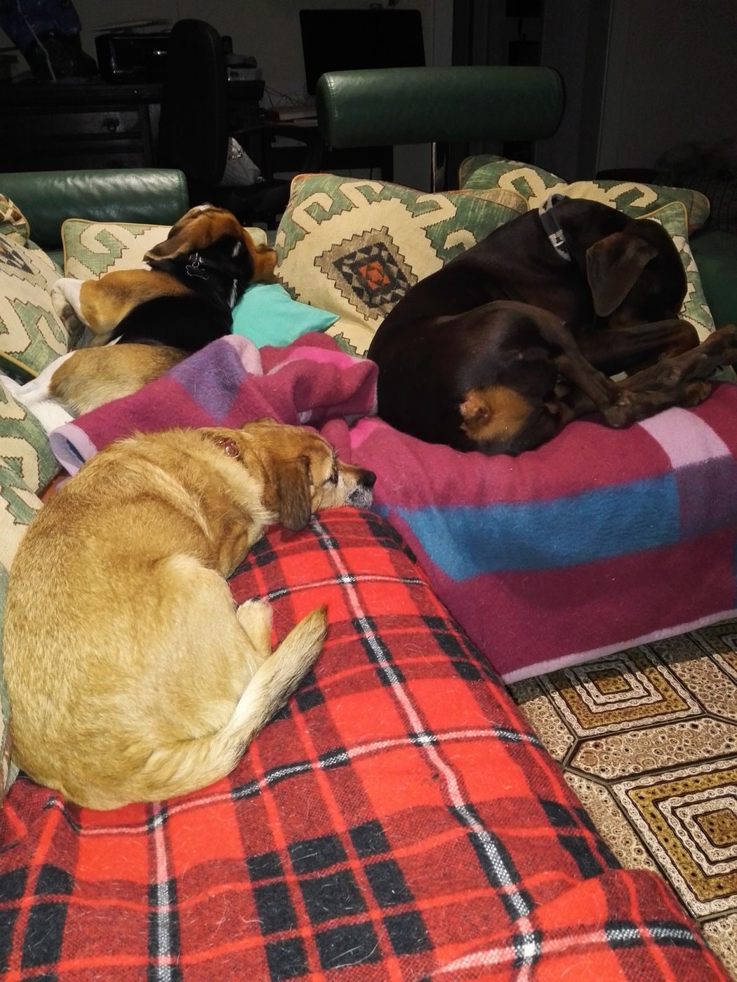 Plusieurs chiens font la sieste ensemble sur le canapé et les plaids