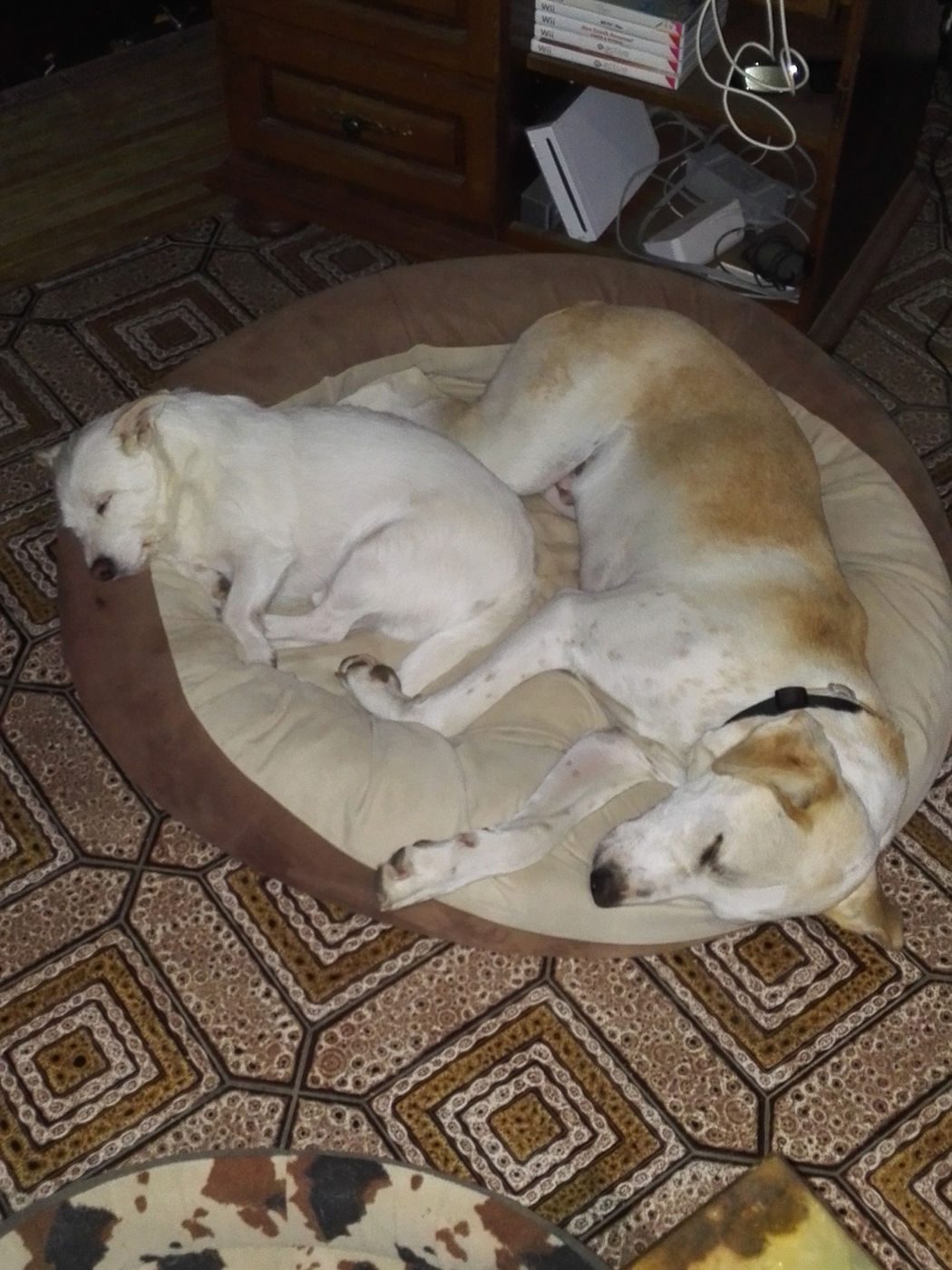 Deux chiens blancs dorment ensemble dans un grand panier rond