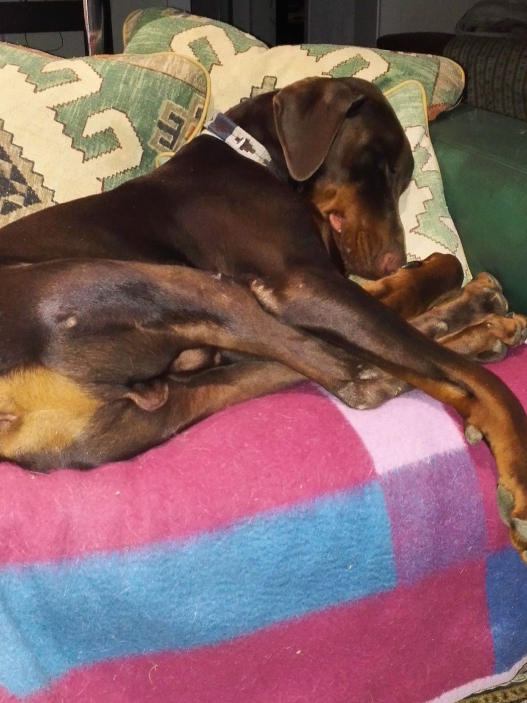 Un dobermann marron fait la sieste sur le canapé, sur un plaid rose et bleu