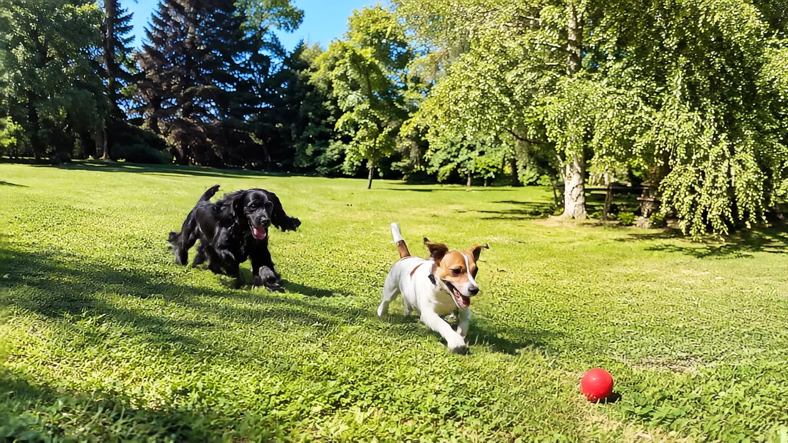 Deux chiens jouent à la balle sur la pelouse